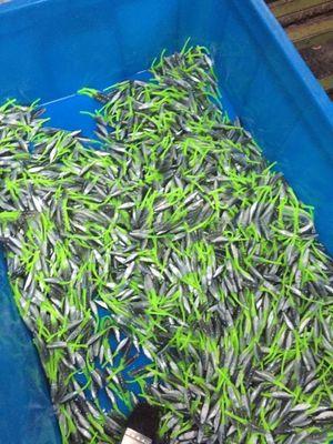45T Dikey Balık Yemleri Plastik Enjeksiyon Kalıplama Makinesi